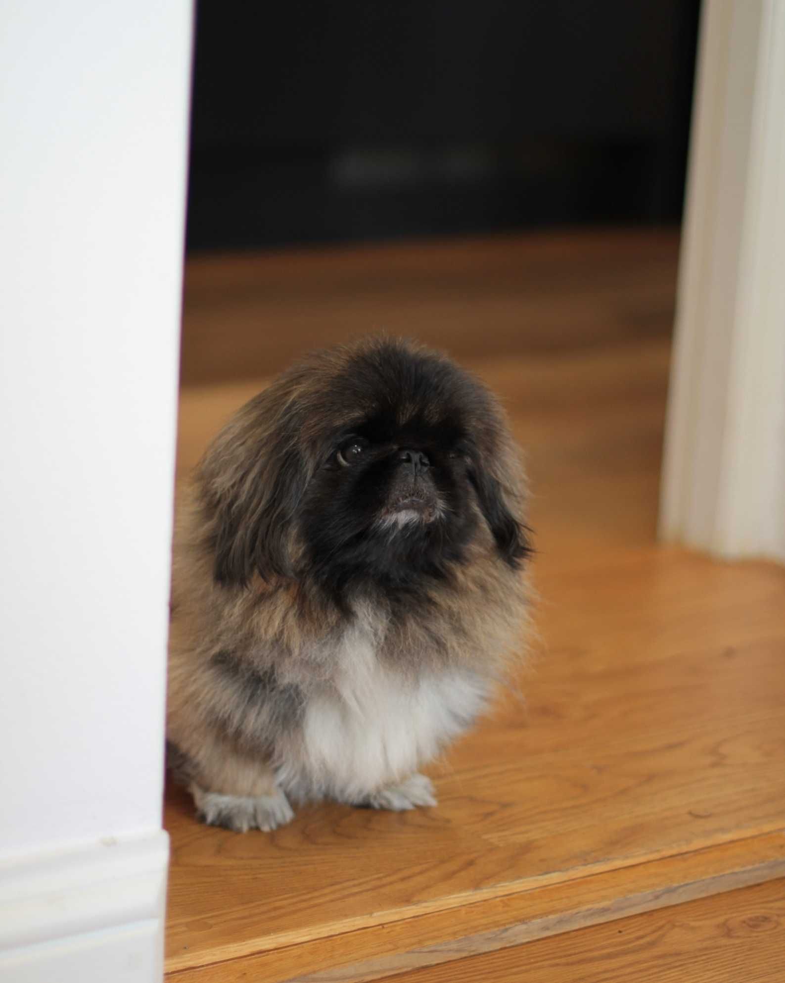 En pekingeser som sitter på ett trägolv i en dörröppning