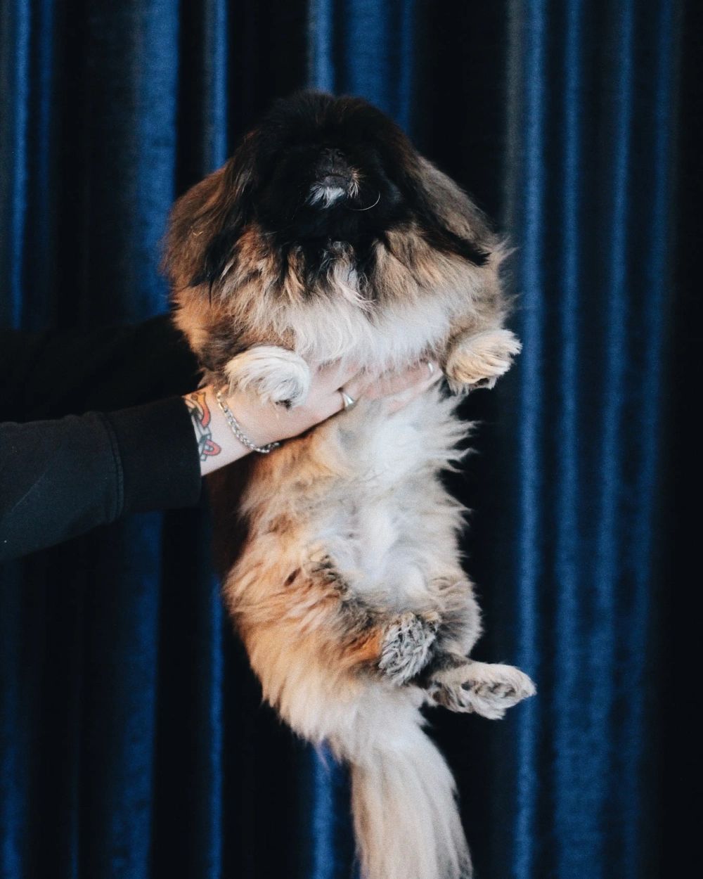 Wolfgang, en pekingeser som hålls upp framför kameran
